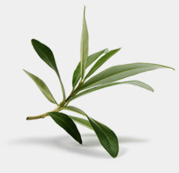 olive leaf extract stabilizes blood sugar levels