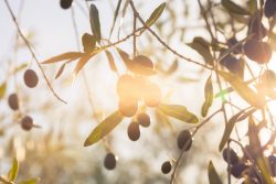 Olives Under Autumnal Sun