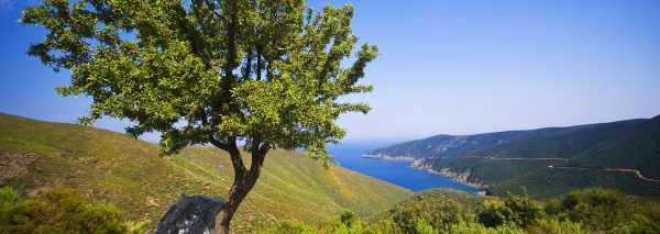 Olive Leaf Extract Mediterranean Sea
