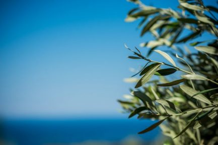 Young Green Olives Hang On Branches