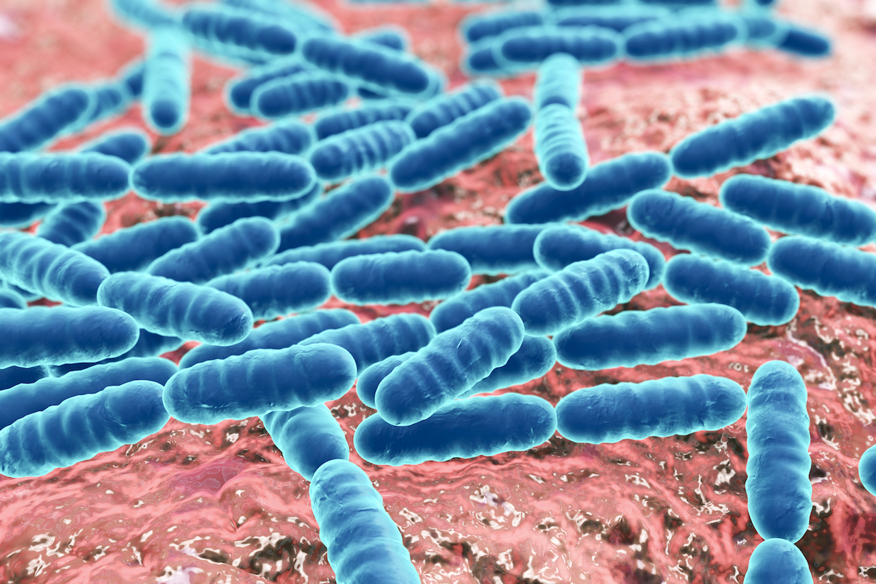 Probiotic Bacteria Lactobacillus