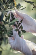 Olive leaf extract