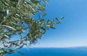 olive tree leaf extract OLIFE