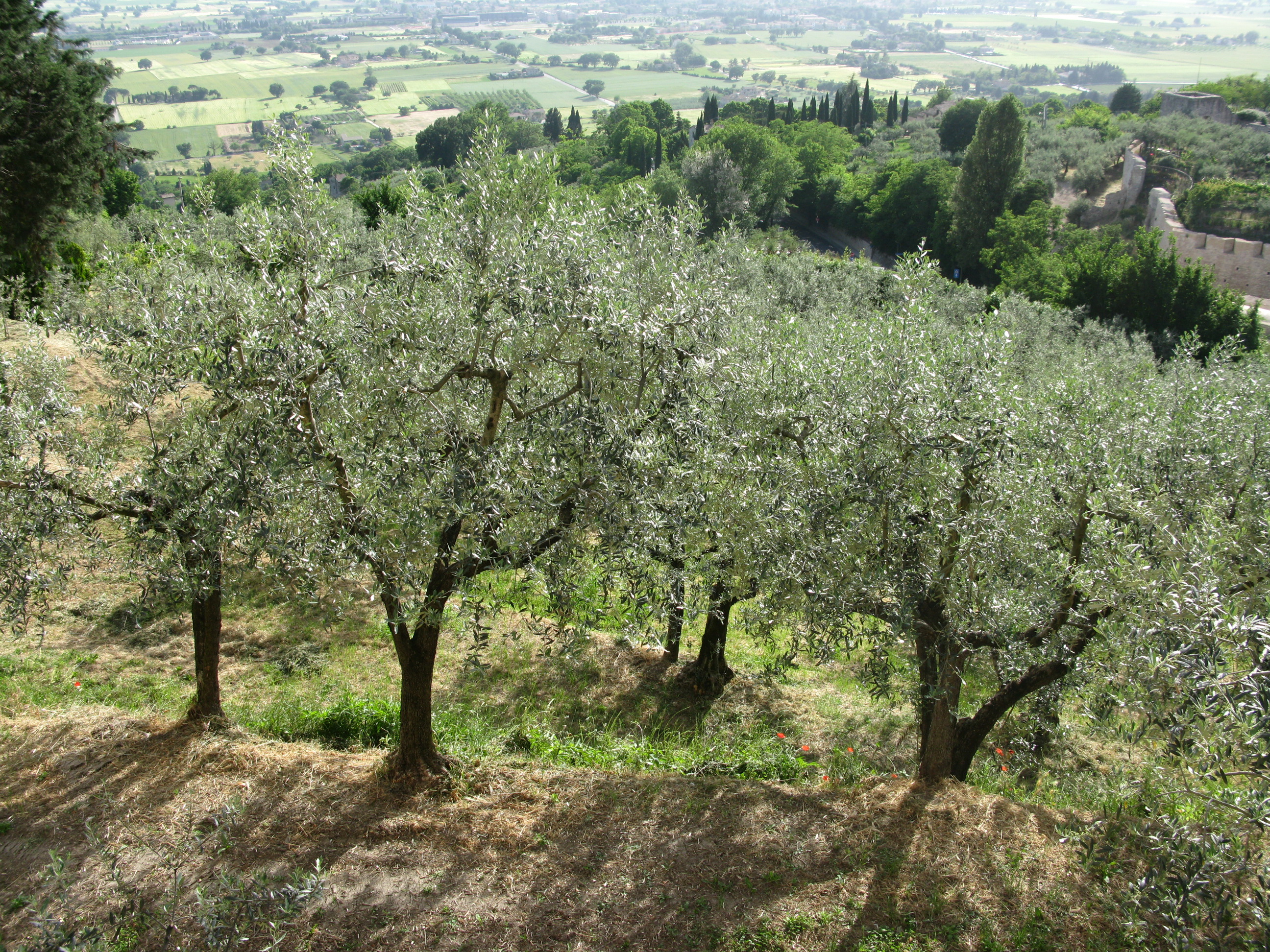 Olive Tree 6